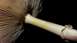 Amanita velatipes image