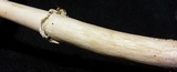 Amanita velatipes image