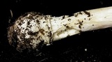 Amanita velatipes image