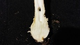 Amanita velatipes image