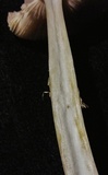 Amanita velatipes image