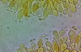 Amanita velatipes image
