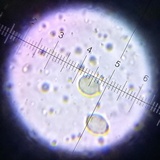 Amanita velatipes image