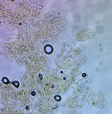 Amanita velatipes image