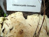 Climacocystis borealis image