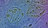 Amanita velatipes image