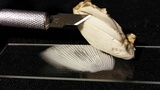 Amanita velatipes image