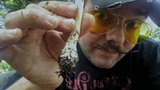Amanita velatipes image