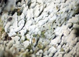 Sebacina incrustans image