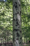 Sebacina incrustans image