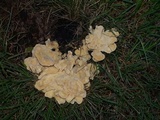 Meripilus sumstinei image
