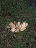 Meripilus sumstinei image