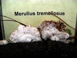 Merulius tremellosus image