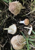 Echinoderma asperum image