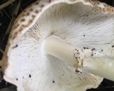 Echinoderma asperum image