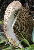 Echinoderma asperum image