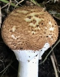 Echinoderma asperum image
