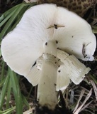 Echinoderma asperum image