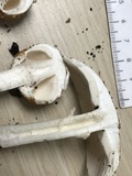 Echinoderma asperum image