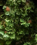 Cladonia caespiticia image