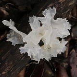 Tremella fuciformis image