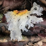 Tremella fuciformis image