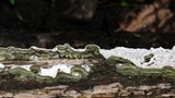 Cerrena unicolor image