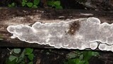 Cerrena unicolor image