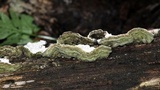 Cerrena unicolor image
