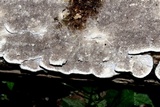 Cerrena unicolor image