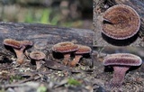 Lentinus fasciatus image