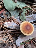Gymnopus spongiosus image