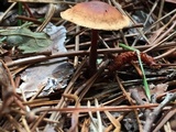 Gymnopus spongiosus image