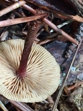 Gymnopus spongiosus image