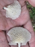 Favolus tenuiculus image