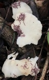 Favolus tenuiculus image