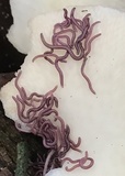 Favolus tenuiculus image