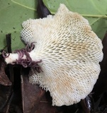 Favolus tenuiculus image