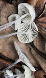 Tetrapyrgos nigripes image
