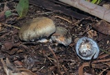 Cortinarius austrocyanites image