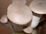 Pleurotus eryngii image