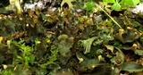 Peltigera elisabethae image