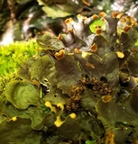 Peltigera elisabethae image