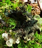 Peltigera elisabethae image