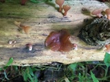 Dacryopinax elegans image