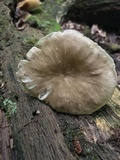 Megacollybia rodmanii image