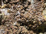 Acarospora macrospora image