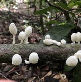 Marasmiellus volvatus image