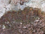 Acarospora macrospora image
