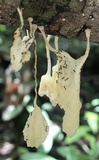 Marasmiellus volvatus image